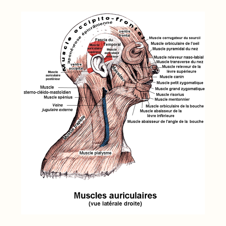耳後肌 Posterior auricular的解剖位置圖