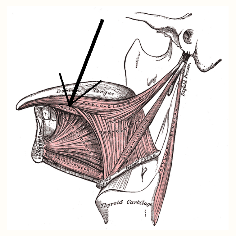 舌下縱肌 Inferior longitudinal muscle of tongue的解剖位置圖