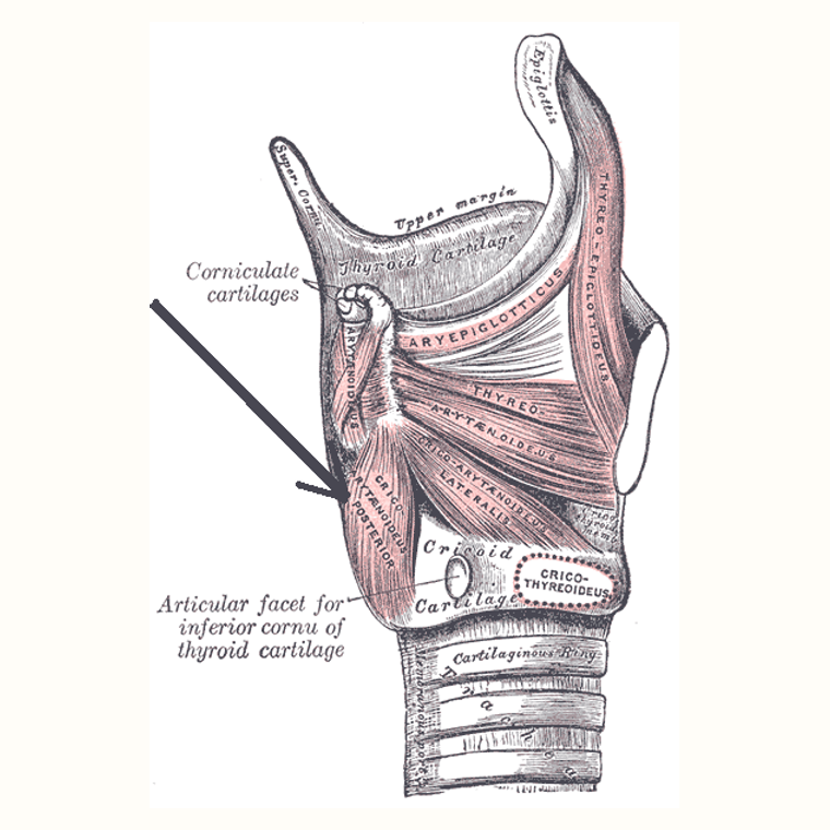 環杓後肌 Posterior cricoarytenoid的解剖位置圖