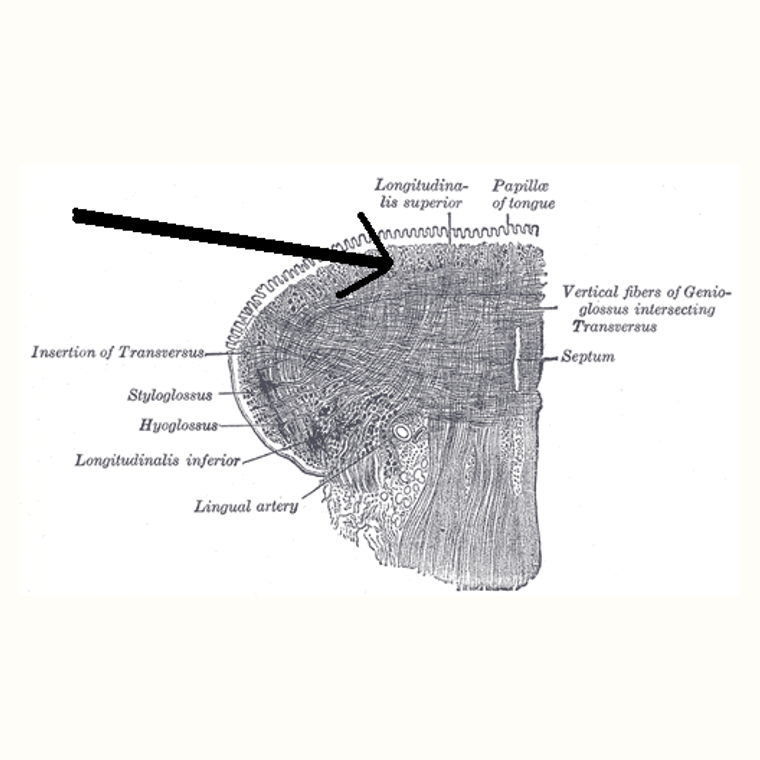 舌上縱肌 Superior longitudinal muscle of tongue的解剖位置圖