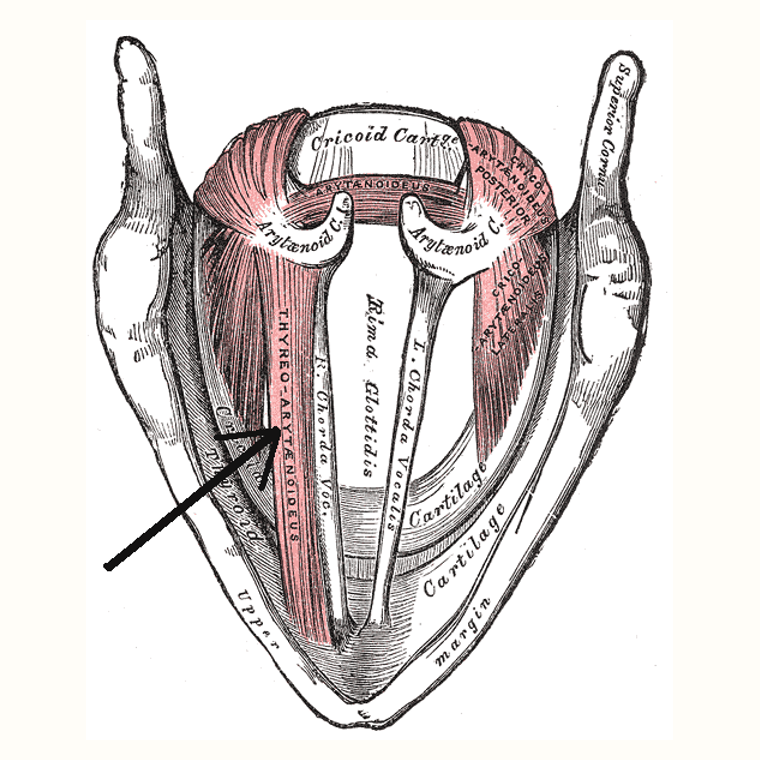 甲杓肌 Thyroarytenoid的解剖位置圖