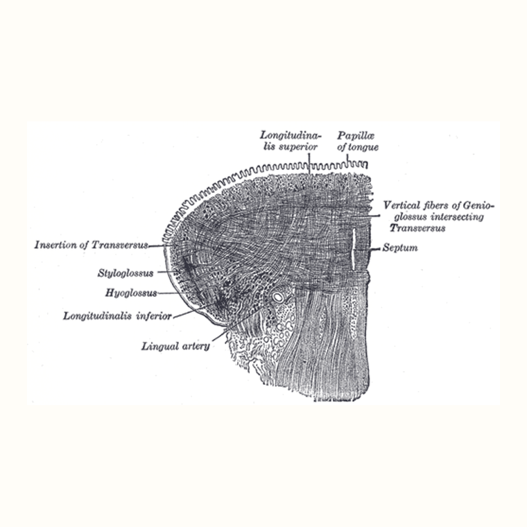 舌垂直肌 Vertical muscle of tongue的解剖位置圖