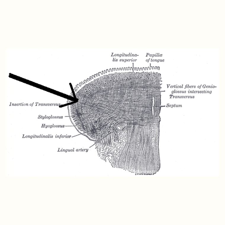 舌橫肌 Transverse muscle of tongue的解剖位置圖