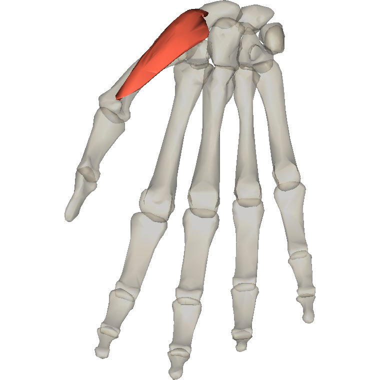 外展拇短肌 Abductor pollicis brevis的解剖位置圖