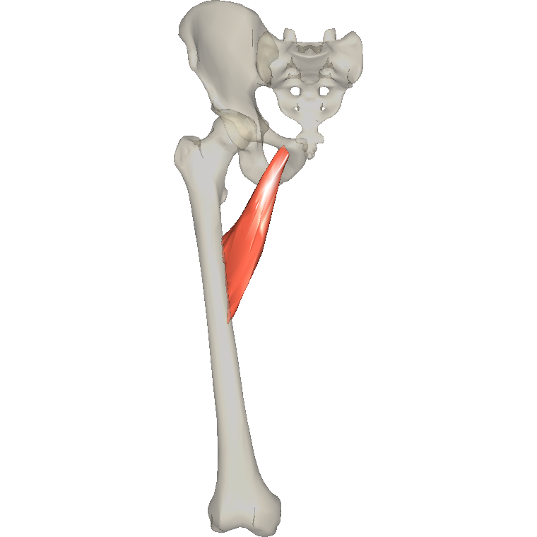 內收短肌 Adductor brevis的解剖位置圖