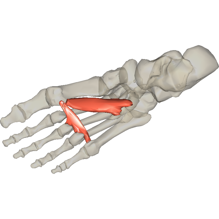 內收拇趾肌 Adductor hallucis的解剖位置圖