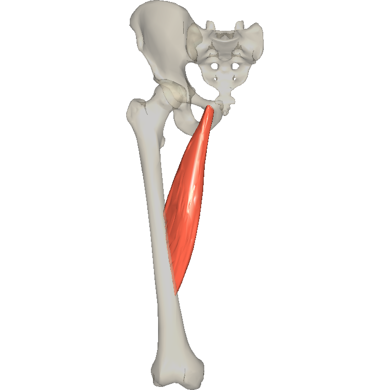 內收長肌 Adductor longus的解剖位置圖