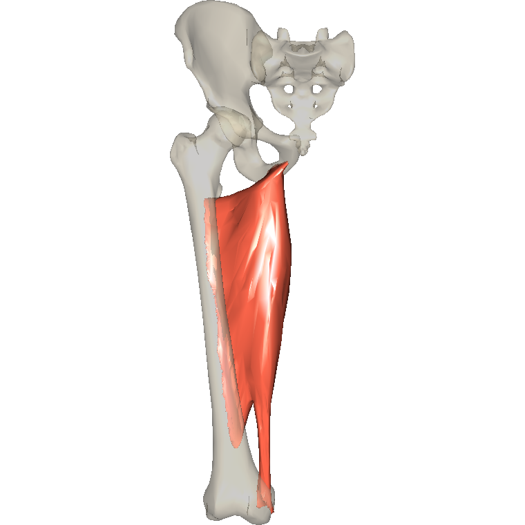 內收大肌 Adductor magnus的解剖位置圖