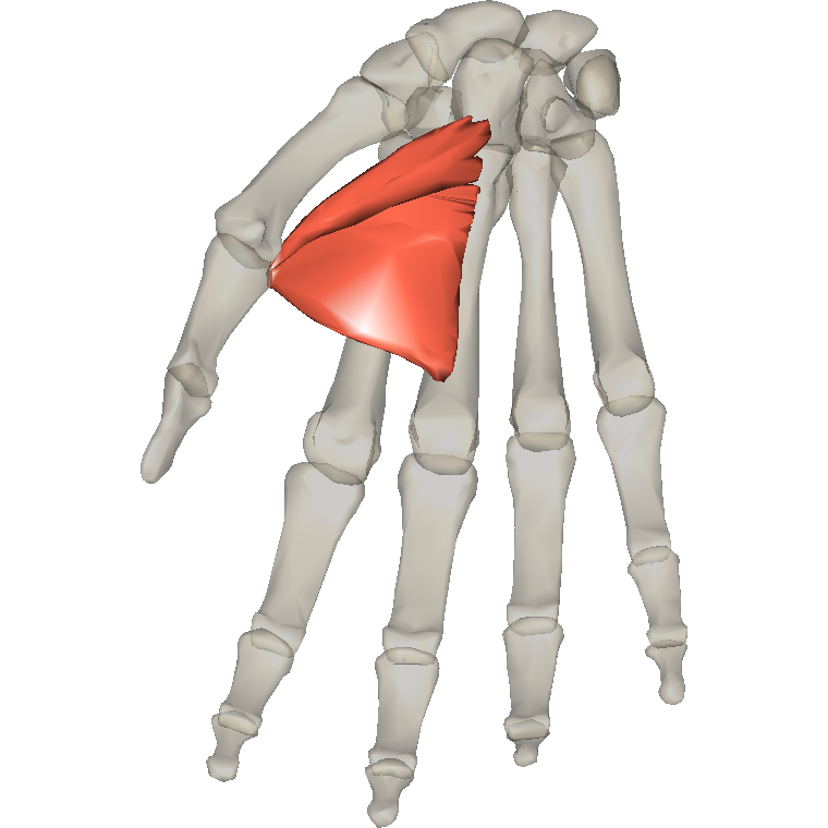 內收拇指肌 Adductor pollicis的解剖位置圖