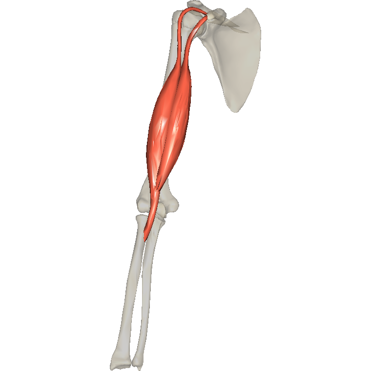 肱二頭肌 Biceps brachii的解剖位置圖