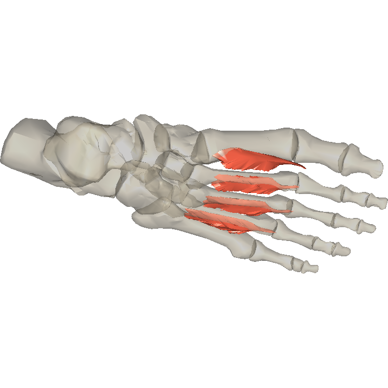 足背骨間肌 Dorsal interossei of foot的解剖位置圖