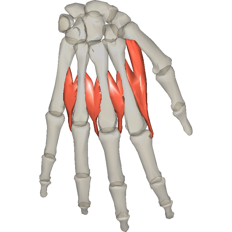 手背側骨間肌 Dorsal interossei of hand的解剖位置圖