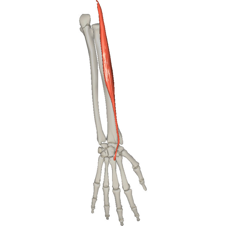 橈側伸腕短肌 Extensor carpi radialis brevis的解剖位置圖
