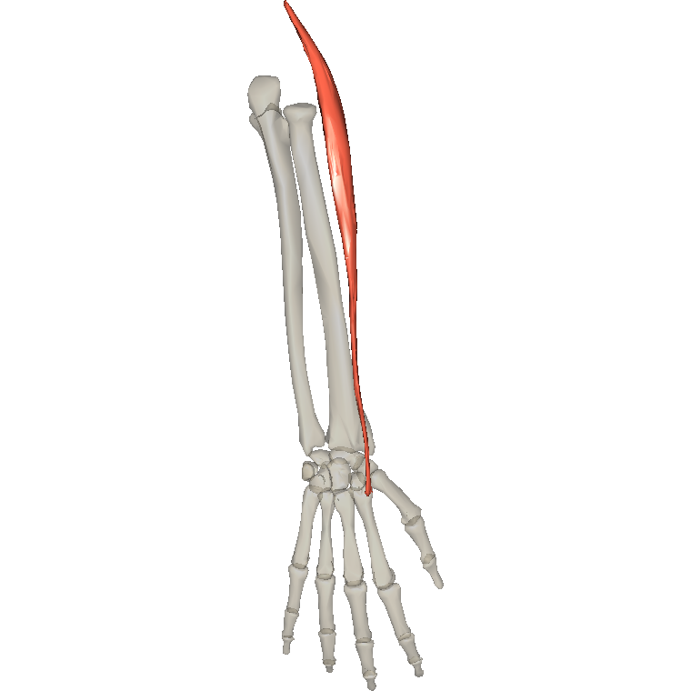 橈側伸腕長肌 Extensor carpi radialis longus的解剖位置圖