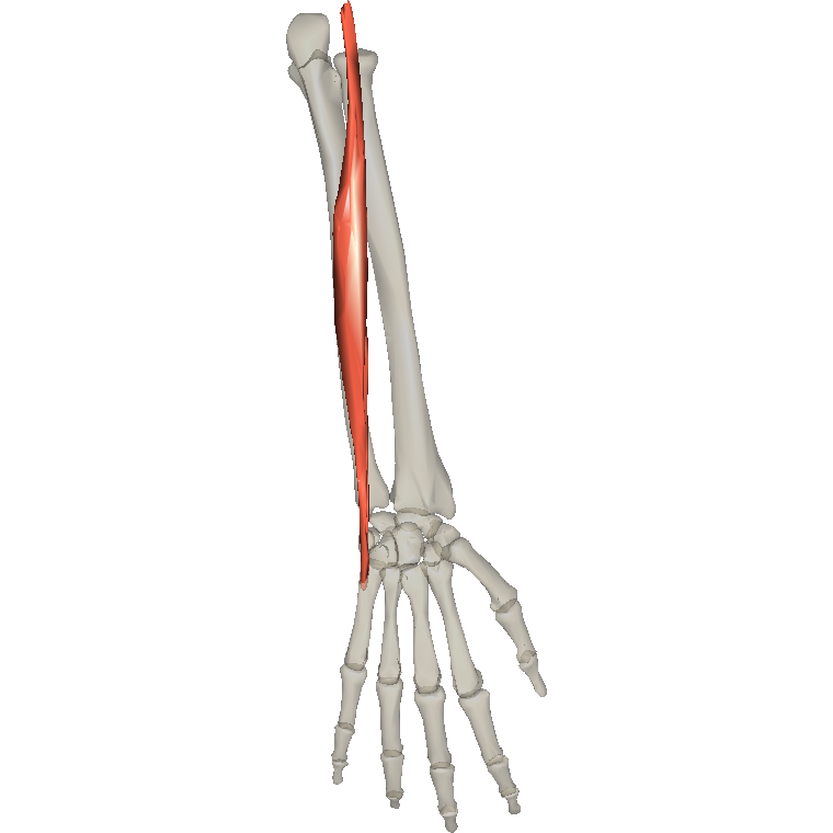 尺側伸腕肌 Extensor carpi ulnaris的解剖位置圖