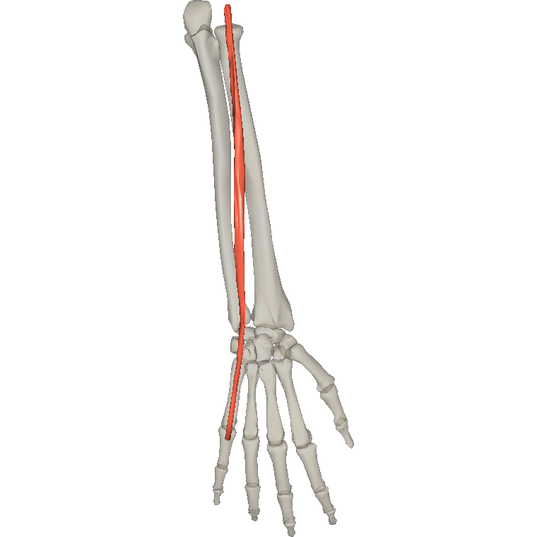 伸小指肌 Extensor digiti minimi的解剖位置圖