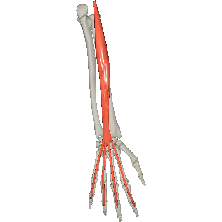 伸指肌 Extensor digitorum的解剖位置圖