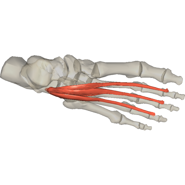 伸趾短肌 Extensor digitorum brevis的解剖位置圖