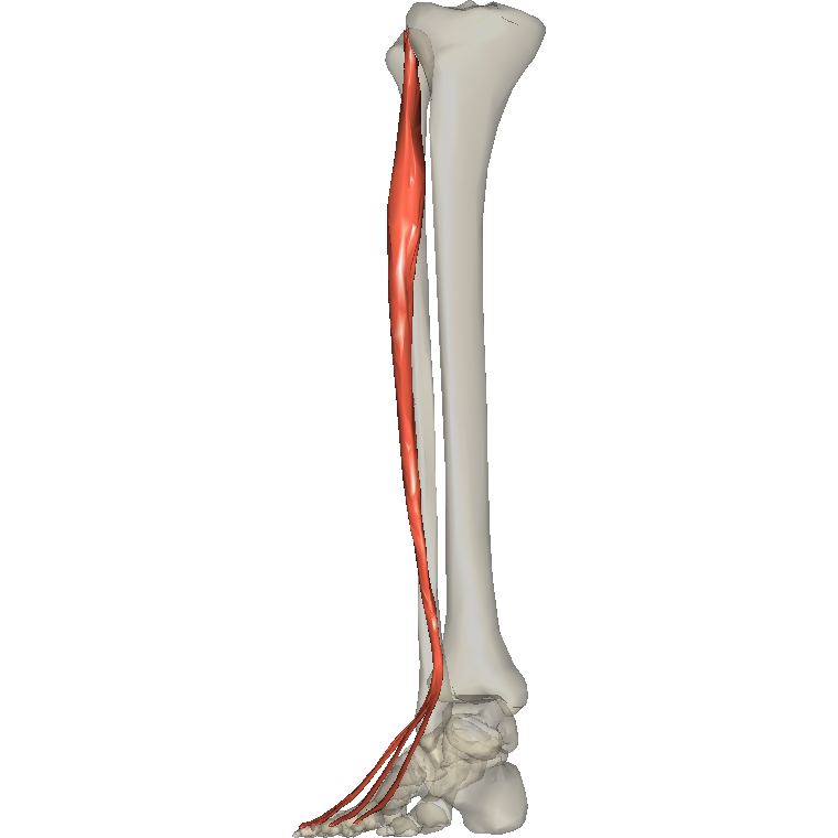 伸趾長肌 Extensor digitorum longus的解剖位置圖