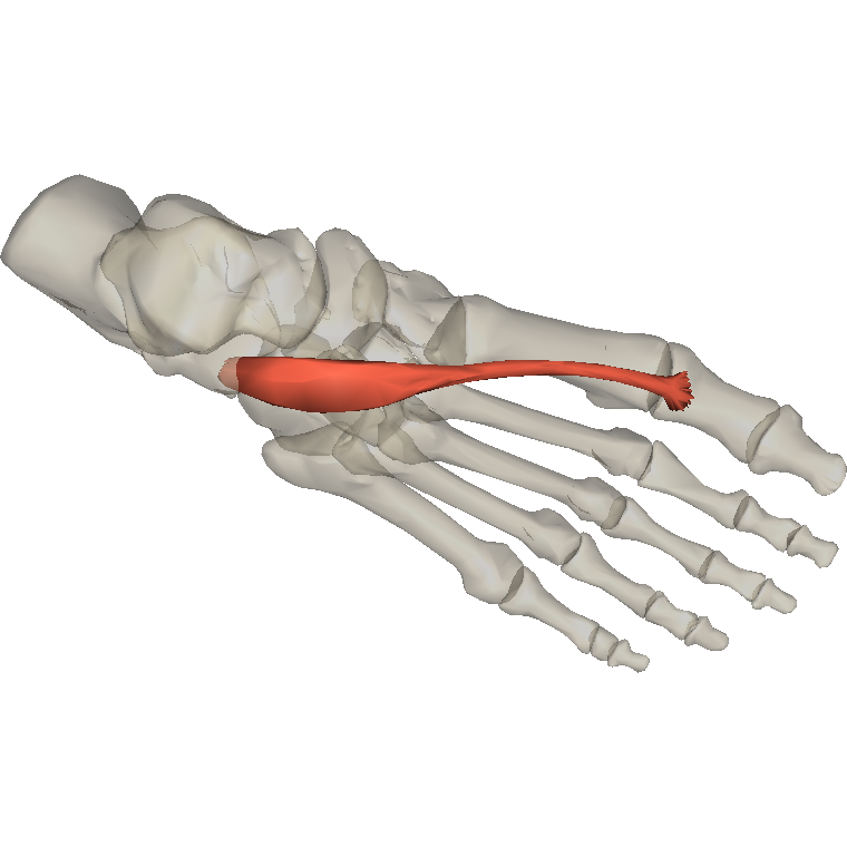 伸拇趾短肌 Extensor hallucis brevis的解剖位置圖