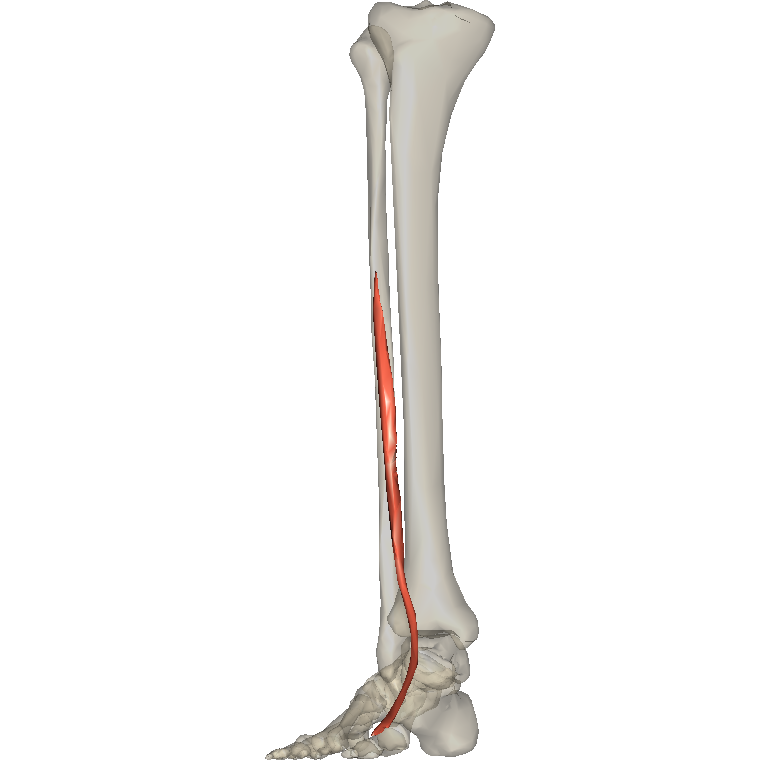 伸拇趾長肌 Extensor hallucis longus的解剖位置圖