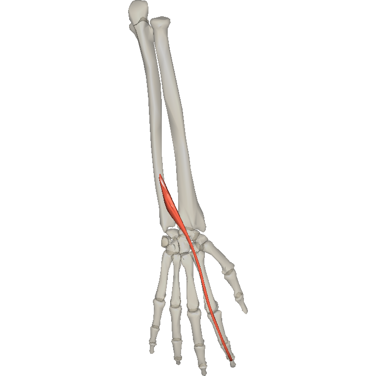 伸食指肌 Extensor indicis的解剖位置圖