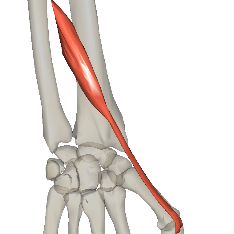 伸拇短肌 Extensor pollicis brevis的解剖位置圖