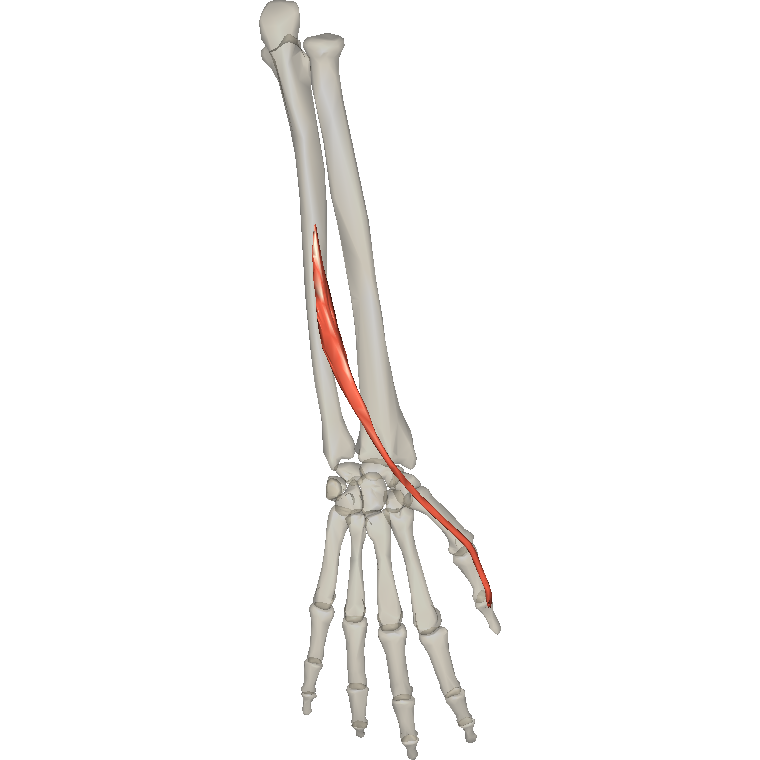 伸拇長肌 Extensor pollicis longus的解剖位置圖