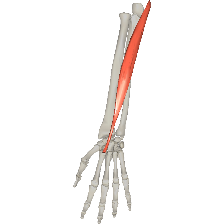 橈側屈腕肌 Flexor carpi radialis的解剖位置圖