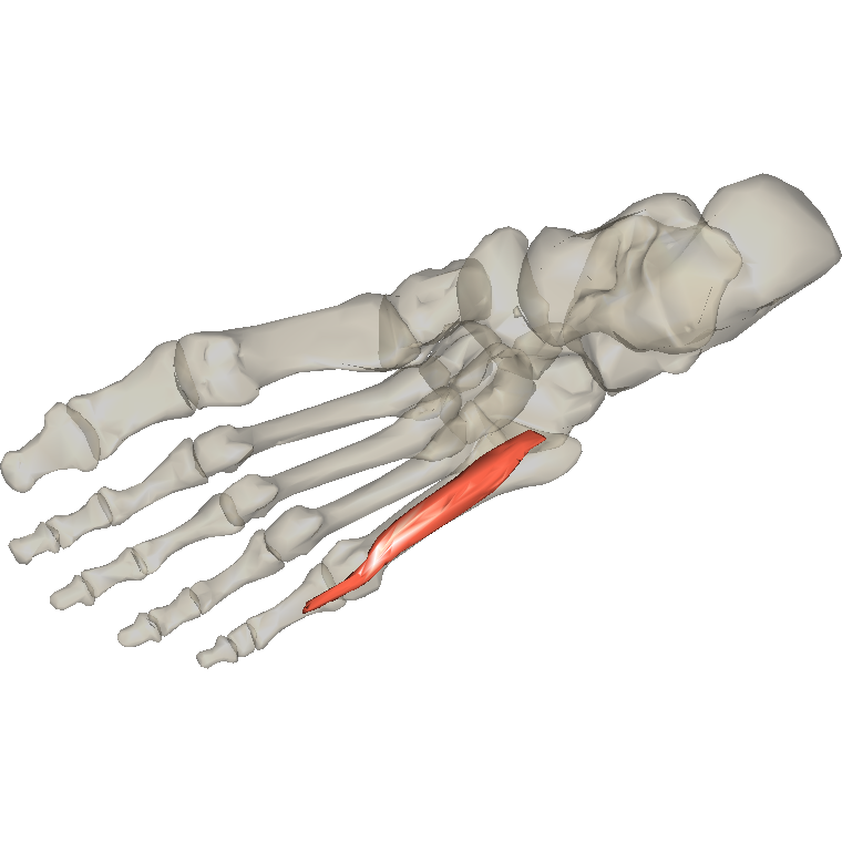 屈小趾短肌 Flexor digiti minimi brevis of foot的解剖位置圖