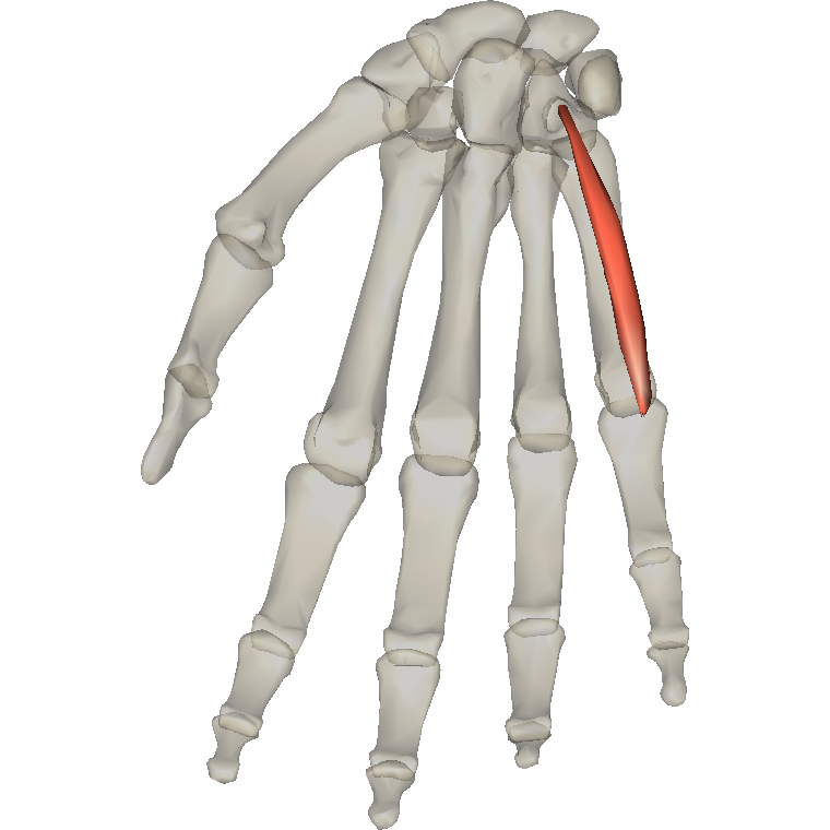 屈小指短肌 Flexor digiti minimi brevis of hand的解剖位置圖