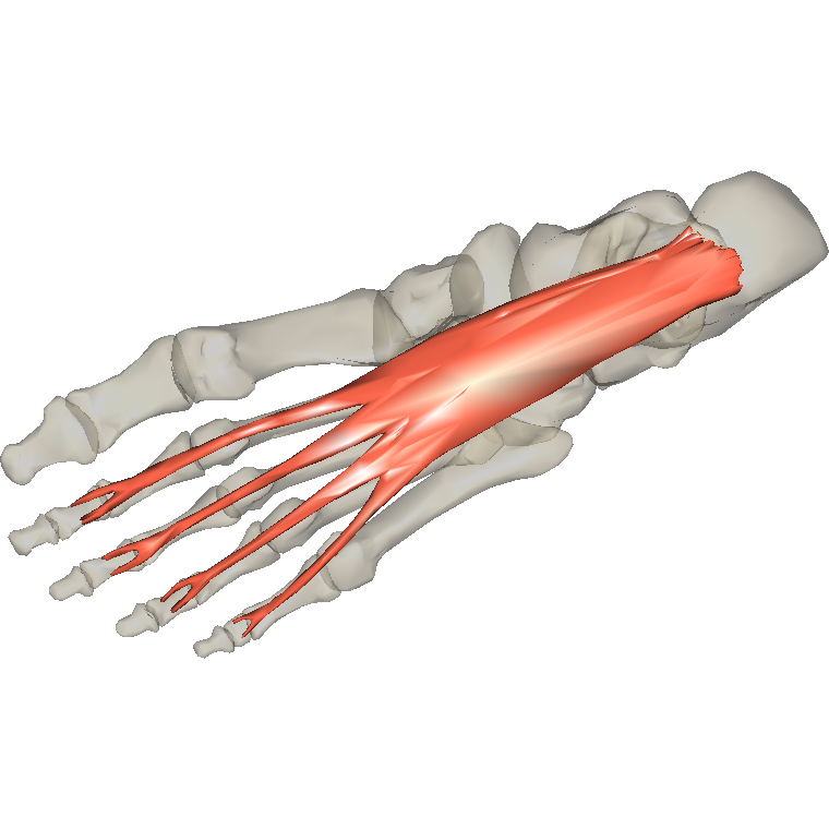 屈趾短肌 Flexor digitorum brevis的解剖位置圖