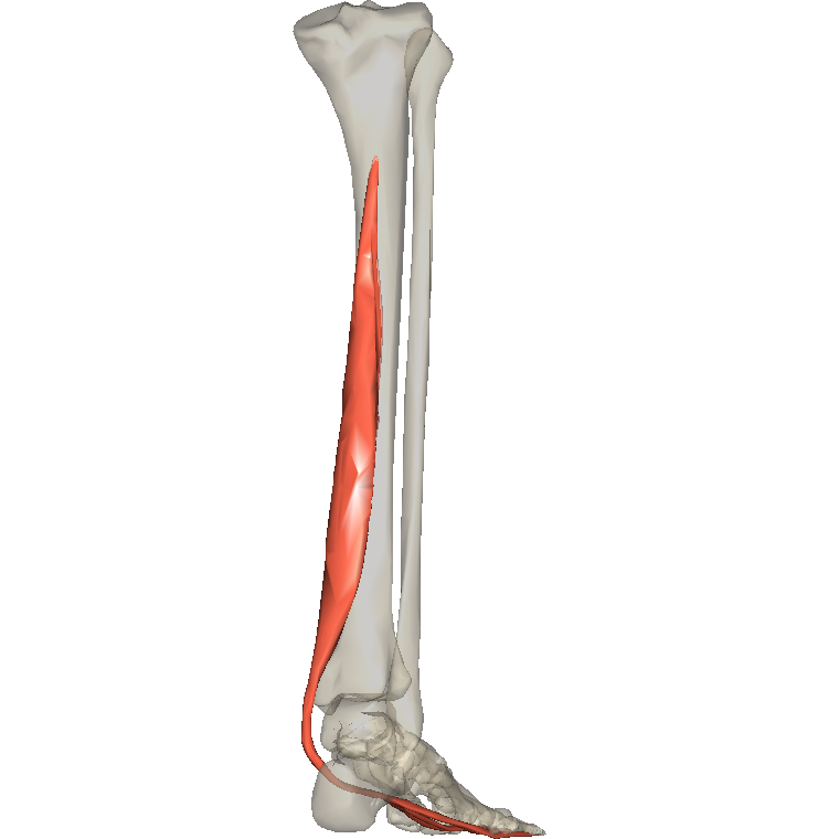 屈趾長肌 Flexor digitorum longus的解剖位置圖