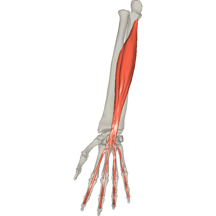 屈指深肌 Flexor digitorum profundus的解剖位置圖