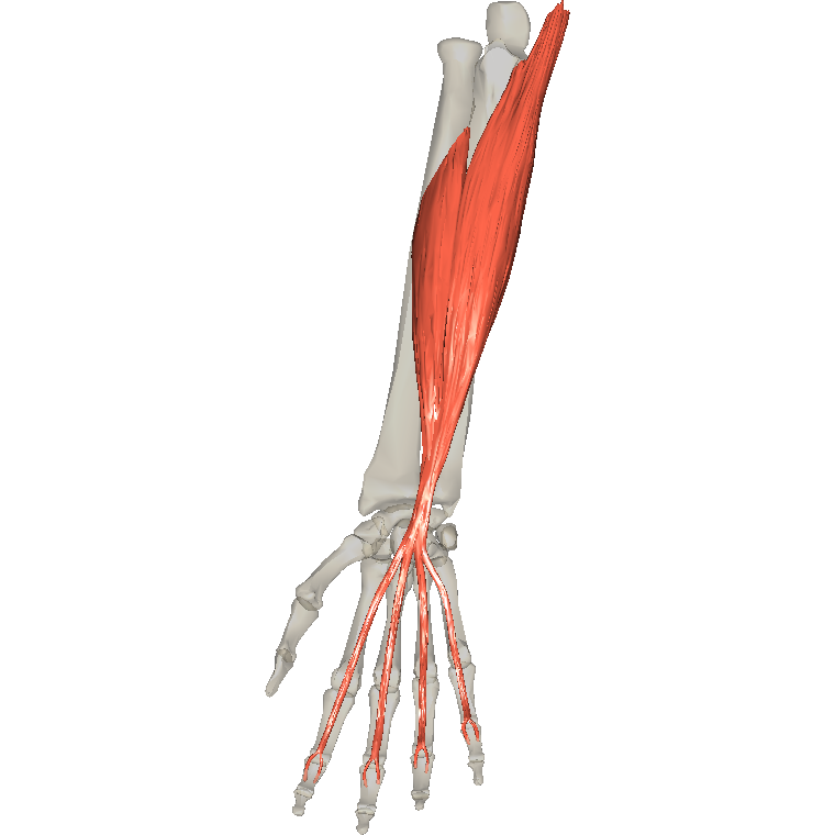 屈指淺肌 Flexor digitorum superficialis的解剖位置圖