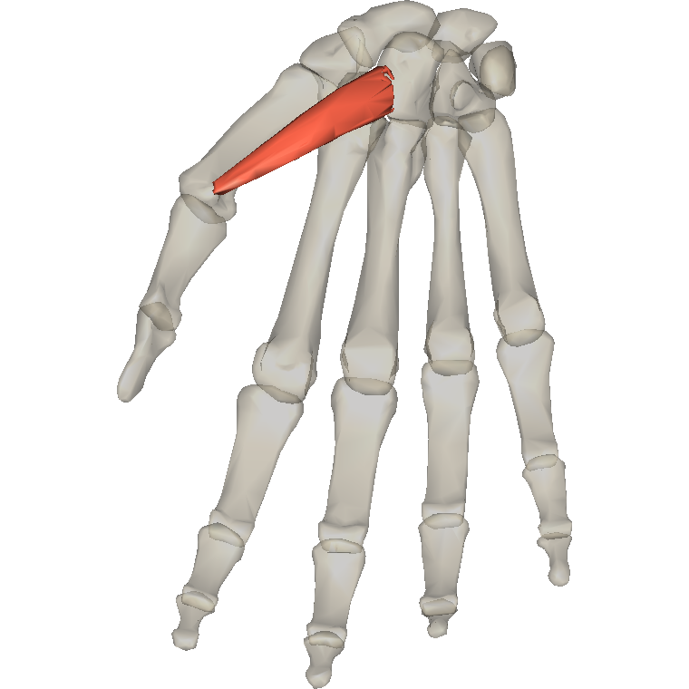 屈拇短肌 Flexor pollicis brevis的解剖位置圖