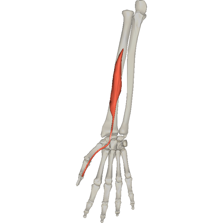 屈拇長肌 Flexor pollicis longus的解剖位置圖