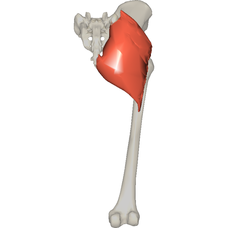 臀大肌 Gluteus maximus的解剖位置圖