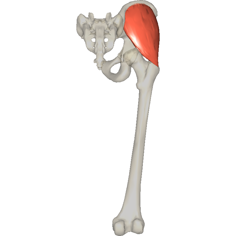 臀中肌 Gluteus medius的解剖位置圖
