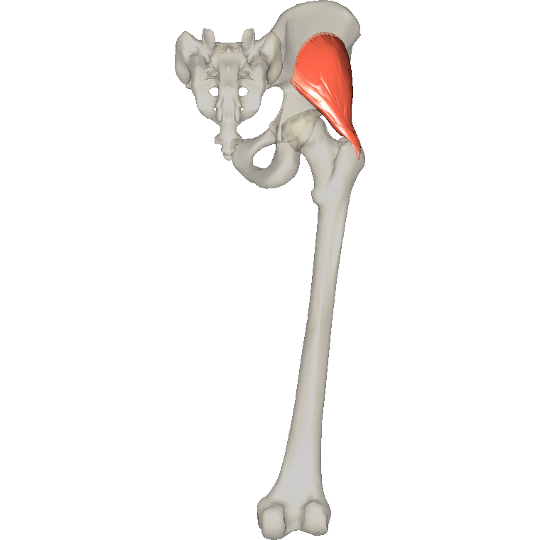 臀小肌 Gluteus minimus的解剖位置圖