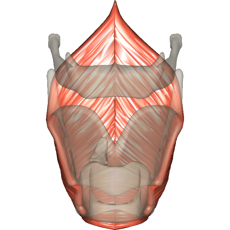 咽下縮肌 Inferior pharyngeal constrictor的解剖位置圖