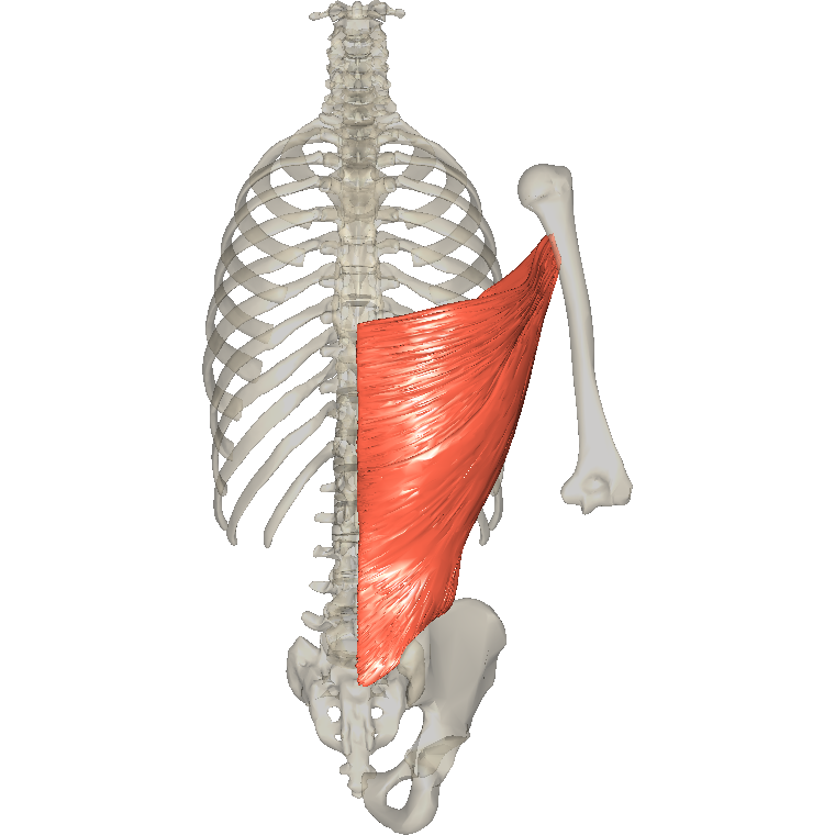 闊背肌 Latissimus dorsi的解剖位置圖