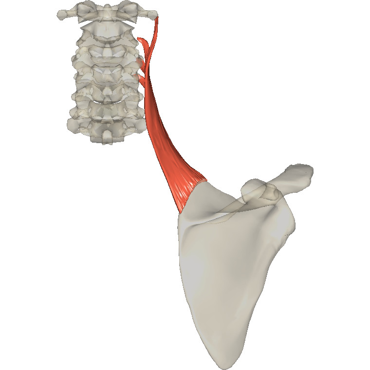 提肩胛肌 Levator scapulae的解剖位置圖