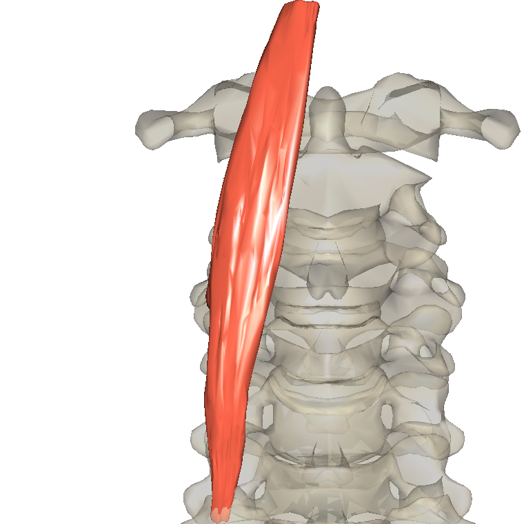 頭長肌 Longus capitis的解剖位置圖