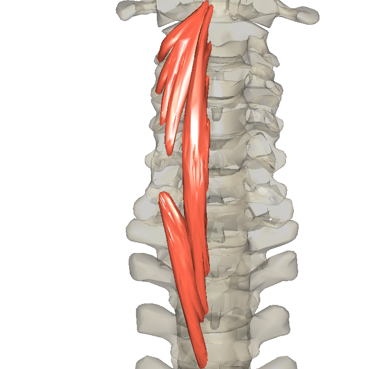 頸長肌 Longus colli的解剖位置圖
