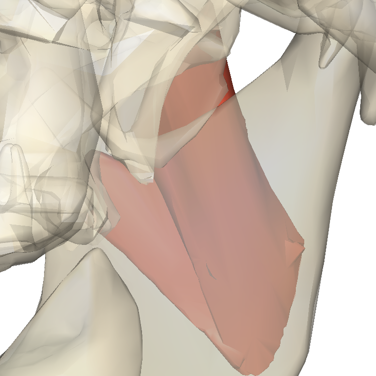 內翼肌 Medial pterygoid的解剖位置圖