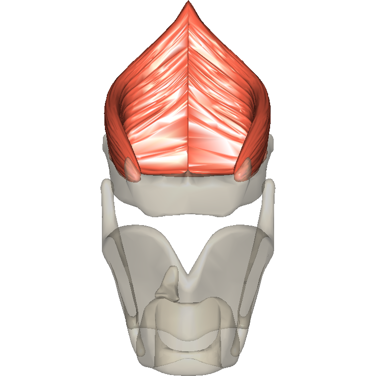 咽中縮肌 Middle pharyngeal constrictor的解剖位置圖