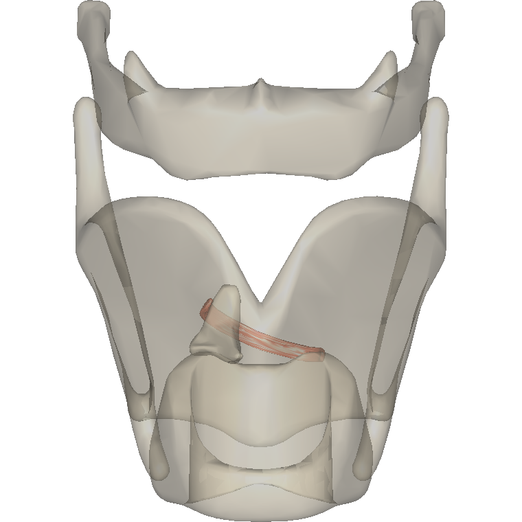 杓斜肌 Oblique arytenoid的解剖位置圖