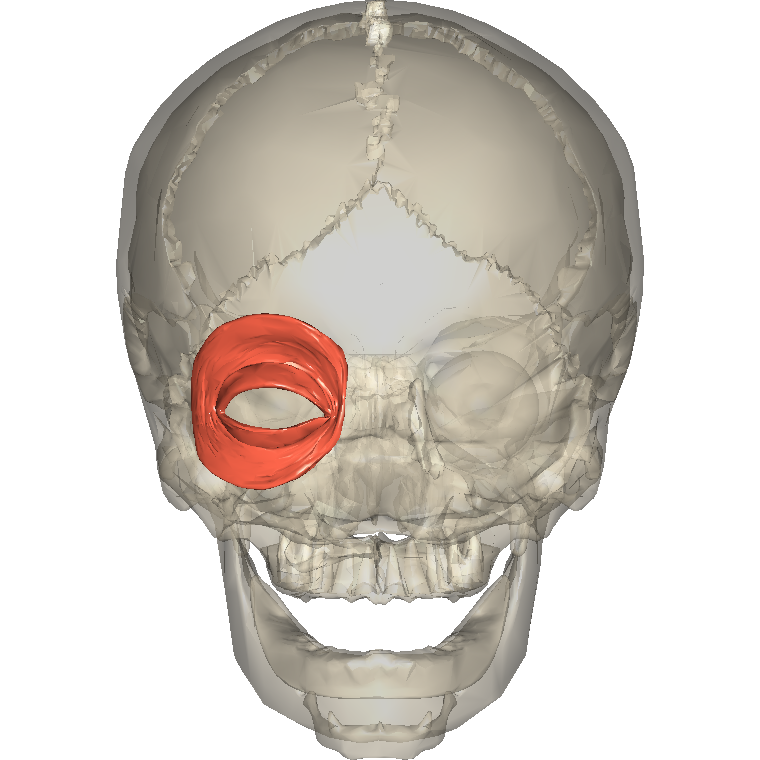 眼輪匝肌 Orbicularis oculi的解剖位置圖