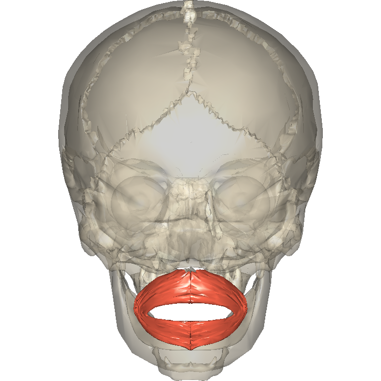 口輪匝肌 Orbicularis oris的解剖位置圖